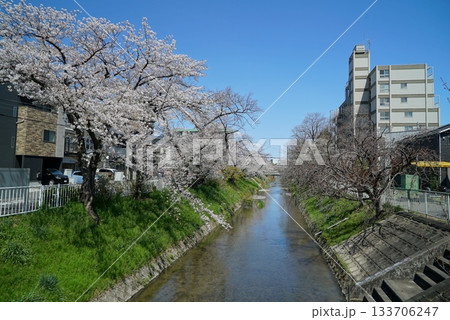 碧い空と桜の散策路_御用水跡街園 133706247