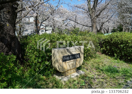 碧い空と桜の散策路_御用水跡街園 碧い空と桜の散策路_御用水跡街園 133706282