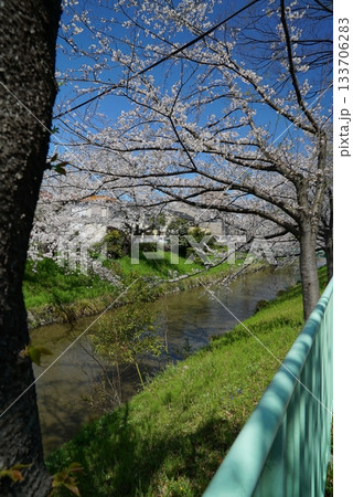 碧い空と桜の散策路_御用水跡街園 碧い空と桜の散策路_御用水跡街園 133706283