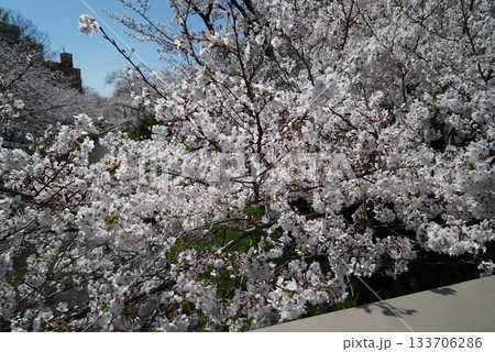 碧い空と桜の散策路_御用水跡街園 碧い空と桜の散策路_御用水跡街園 133706286