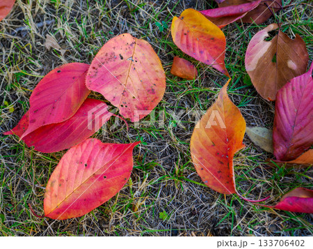 木の根元でひっそりと開かれた秋の小さな舞台 A Quiet Autumn Stage at the  133706402