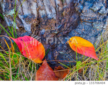 木の根元でひっそりと開かれた秋の小さな舞台 A Quiet Autumn Stage at the  133706404