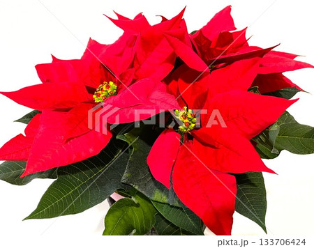 クリスマスシーズンに飾りたい華やかなポインセチアの鉢植え12 133706424