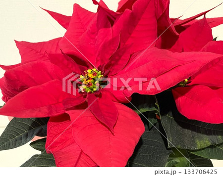 クリスマスシーズンに飾りたい華やかなポインセチアの鉢植え13 クリスマスシーズンに飾りたい華やかなポインセチアの鉢植え13 133706425