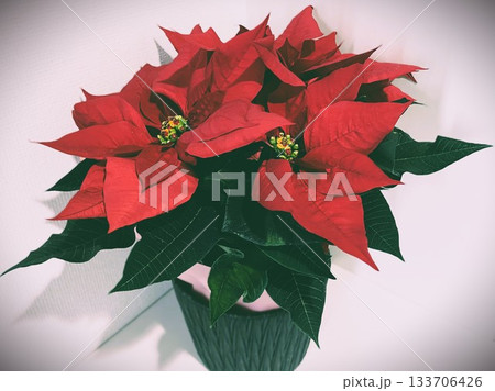 クリスマスシーズンに飾りたい華やかなポインセチアの鉢植え14 133706426