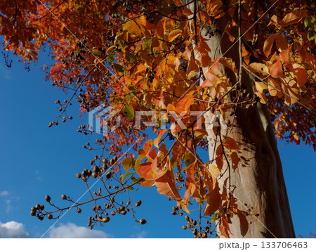 晩秋の赤い葉 時の跡を残す紅葉 Red Autumn Leaf with Traces of Tim 133706463