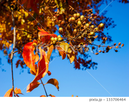晩秋の赤い葉 時の跡を残す紅葉 Red Autumn Leaf with Traces of Tim 晩秋の赤い葉 時の跡を残す紅葉 Red Autumn Leaf with Traces of Tim 133706464