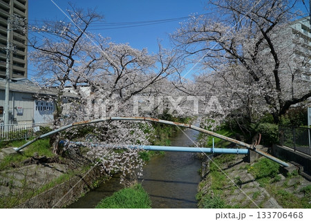 碧い空と桜の散策路_御用水跡街園 碧い空と桜の散策路_御用水跡街園 133706468
