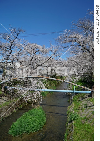 碧い空と桜の散策路_御用水跡街園 碧い空と桜の散策路_御用水跡街園 133706469