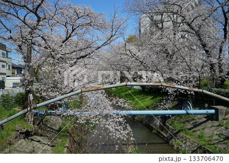 碧い空と桜の散策路_御用水跡街園 碧い空と桜の散策路_御用水跡街園 133706470