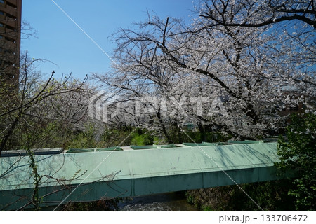 碧い空と桜の散策路_御用水跡街園 碧い空と桜の散策路_御用水跡街園 133706472