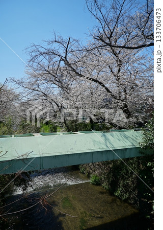 碧い空と桜の散策路_御用水跡街園 133706473