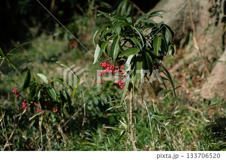 万両の実 133706520