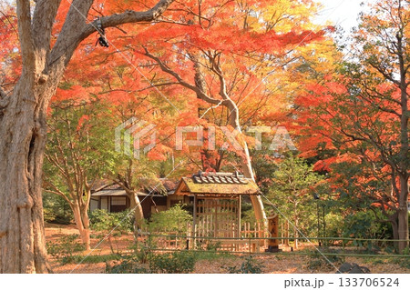 秋の六義園 心泉亭 秋の六義園 心泉亭 133706524