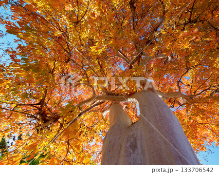 秋が天へ流れていく瞬間 Golden Autumn Flowing into the Sky 133706542