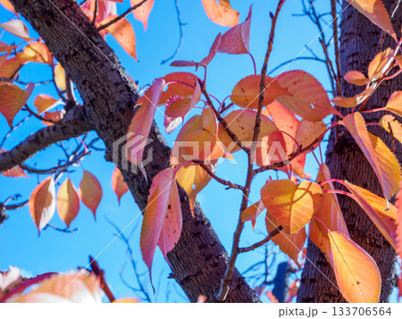 晩秋の赤い葉 時の跡を残す紅葉 Red Autumn Leaf with Traces of Tim 133706564