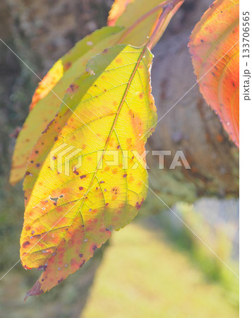 晩秋の赤い葉 時の跡を残す紅葉 Red Autumn Leaf with Traces of Tim 晩秋の赤い葉 時の跡を残す紅葉 Red Autumn Leaf with Traces of Tim 133706565