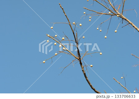 センダンの実 133706633