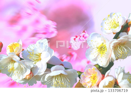 梅の花　背景素材 133706719