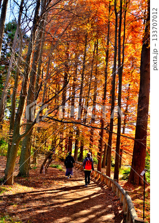神代植物公園　ラクヨウショウ の紅葉 133707012