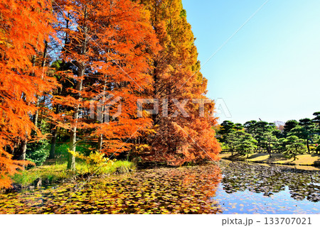神代植物公園　ラクヨウショウ の紅葉 133707021