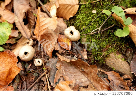 苔むす倒木とホコリタケの秋景 苔むす倒木とホコリタケの秋景 133707090