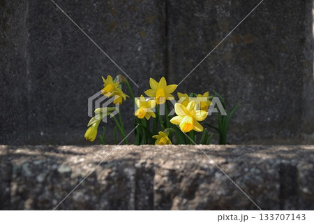 段々ブロックガーデン6 133707143