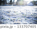 寒い冬の朝キラキラと輝く霜柱の地面 133707405