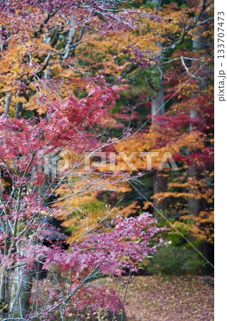 紅葉したもみじ 133707473