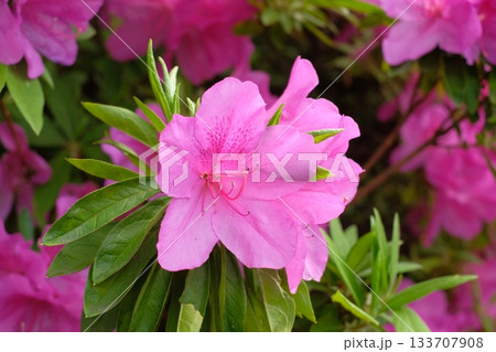 ピンク色のツツジ 133707908