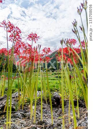 里山に咲く彼岸花 133708056