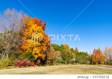紅葉が綺麗なフウ「楓」とメタセコイア(愛知県豊田市 愛知緑化センター) 紅葉が綺麗なフウ「楓」とメタセコイア(愛知県豊田市 愛知緑化センター) 133708210