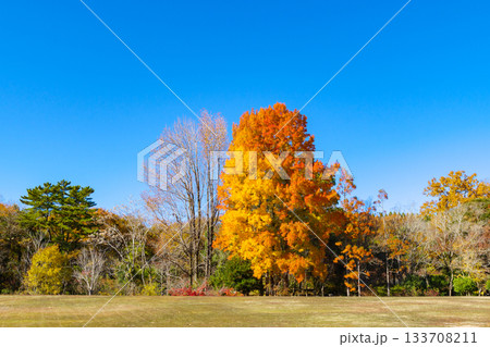 紅葉が綺麗なフウ「楓」(愛知県豊田市 愛知緑化センター) 紅葉が綺麗なフウ「楓」(愛知県豊田市 愛知緑化センター) 133708211