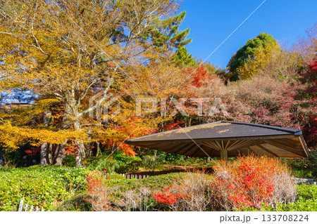 紅葉の綺麗な公園(愛知県豊田市 愛知県緑化センター) 紅葉の綺麗な公園(愛知県豊田市 愛知県緑化センター) 133708224