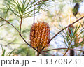 バンクシア スピヌロサの花 (Banksia Spinulosa Sm.) 133708231