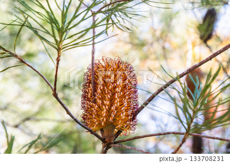 バンクシア スピヌロサの花 (Banksia Spinulosa Sm.) 133708231