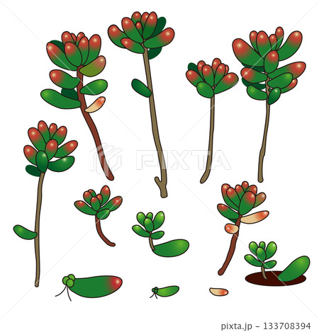 少し紅葉した多肉植物(虹の玉・セダム)のパーツ 少し紅葉した多肉植物(虹の玉・セダム)のパーツ 133708394