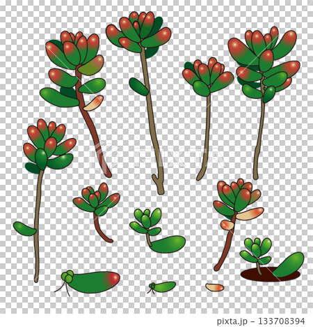 少し紅葉した多肉植物(虹の玉・セダム)のパーツ 少し紅葉した多肉植物(虹の玉・セダム)のパーツ 133708394