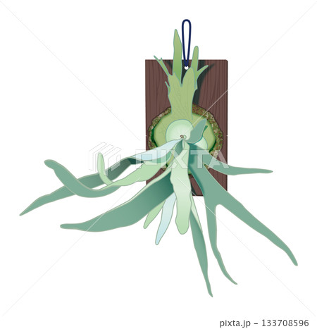 板付けされたビカクシダ(ヴィーチー・ビーチー)正面 板付けされたビカクシダ(ヴィーチー・ビーチー)正面 133708596