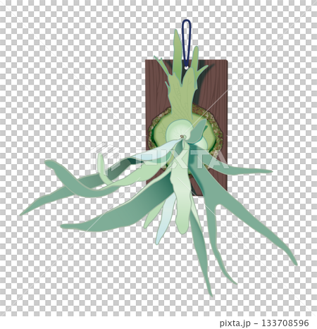 一棵用木板支撐的鹿角蕨(Vichii beachi)正面 一棵用木板支撐的鹿角蕨(Vichii beachi)正面 133708596