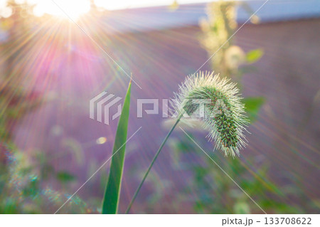 Stunningly beautiful close-up of plant ears against a blurred green background with empty copy space. A landscape design element for decorating the adjacent property. Greening and creating cozy home 133708622