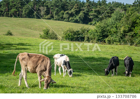 浅間牧場で草を食む牛たちの夏の放牧風景（群馬県長野原町） 133708786