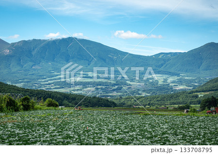 夏の嬬恋村キャベツ畑から望む雄大な山々の風景（群馬県） 133708795