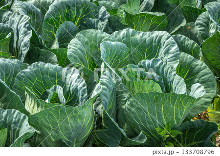 嬬恋村キャベツ畑の新鮮で力強く育つ夏のキャベツ（群馬県） 133708796