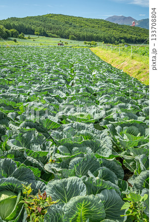 嬬恋村の高原に広がる夏キャベツ畑と緑豊かな山並み（群馬県） 133708804