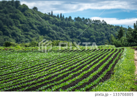 嬬恋村の高原に整然と並ぶ若いキャベツ畑の夏景色(群馬県) 嬬恋村の高原に整然と並ぶ若いキャベツ畑の夏景色(群馬県) 133708805