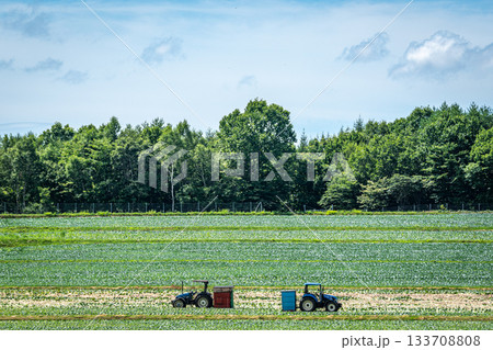 嬬恋村のキャベツ畑に停まるトラクターと夏の風景 133708808
