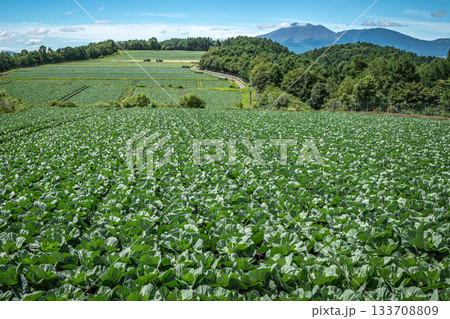 嬬恋村の広大なキャベツ畑と浅間山を望む夏の高原風景 133708809