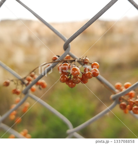 フェンスに絡みつくツルウメモドキの赤い実の写真 133708858