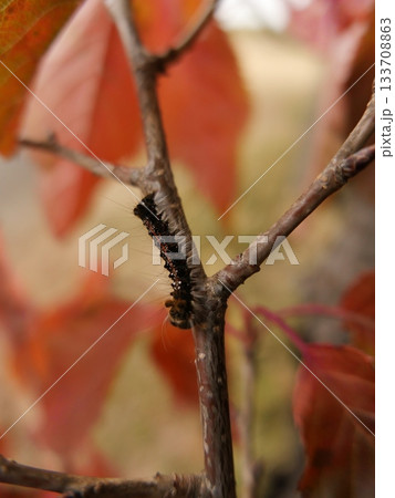 紅葉した桜の葉と毛虫の写真 紅葉した桜の葉と毛虫の写真 133708863